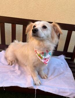 Ashley-SR. Liebe Spitzhündin sucht - Neustadt (Rübenberge)