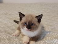 Katzen Babys - Schwerte (Hansestadt an der Ruhr)