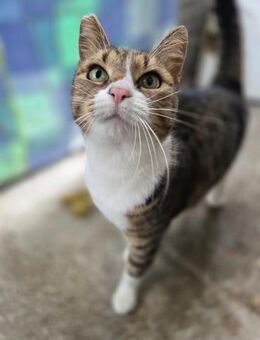 MINKA - wunderschöne Katze sucht 💕 - Kallmünz