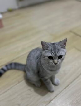 Süße, britische Kurzhaar Katzen - Siegen (Universitätsstadt)