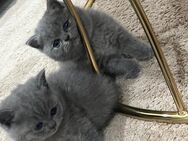 Kitten Britisch Kurzhaar - Treuchtlingen