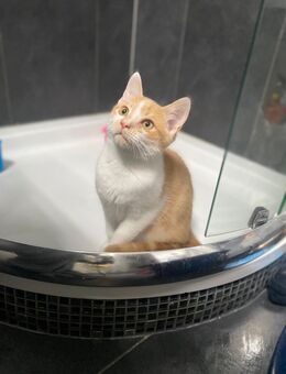Britisch /Europäisch Kurzhaarmix Kater - Olpe