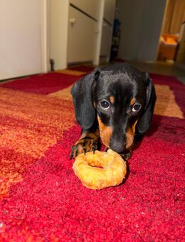 Wunderschöne Dackel-Hündin - Halle (Saale)