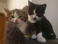 BKH Mix Kitten - Aichen