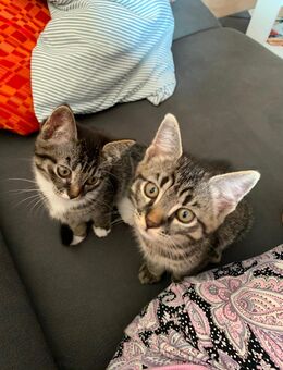 Kitten Mix in liebevolle Hände abzugeben - Tauberbischofsheim