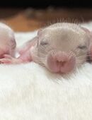 zuckersüße stubsnasen suchen körnergeber in 59387