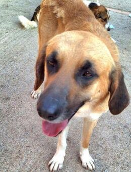 Langohr Popeye ist sanft und anhänglich - Mettmann