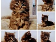 Zuckersüße Maine coon Kitten - Bächingen (Brenz)