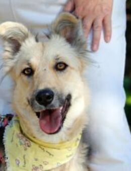 Estrella sucht ihre für immer Familie! - Krefeld