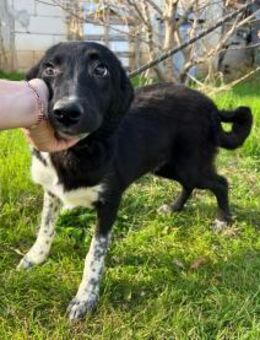 Kieran sucht sein Zuhause - Siggelkow