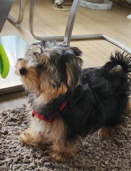 Yorkshire Terrier 4 Monate - Nürnberg