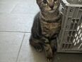 Hauskatzen in 77933