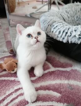 Reinrassige BKH Kitten.Abholbereit. - Geislingen (Steige)