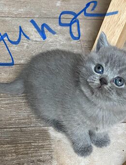 Reinrassige Bkh Kitten in blue - Brakel