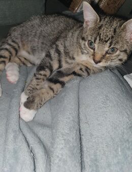 Katzen Mädchen Sucht Ein Zuhause - Bottrop