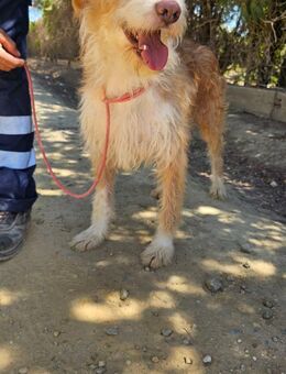 Matteo, liebevoll und ruhig - Berlin