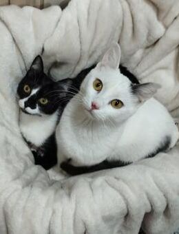 Buffy und Mitsi aus dem Tierschutz - Grevenbroich