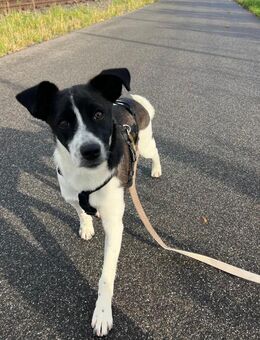 Zuhause gesucht: ANGEL (w) in 47559 - Büdingen