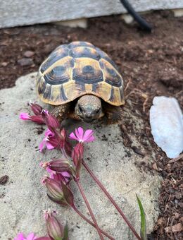 2 Griechische Landschildkröten - Bergkamen