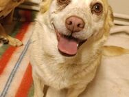 Xiña- Neuanfang mit Liebe gesucht - Berlin