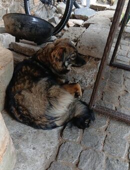 Hunde Dame 8 Monate alt - Herzberg (Harz)