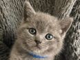 BKH Kitten Chartreuse Russisch Blau in 24340