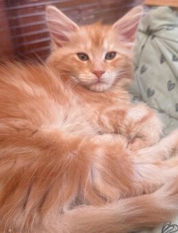 Wunderschönes Main Coon Kitten sucht ein Zuhause - Iserlohn