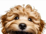 Maltipoo Notizbuch, Buch: Das perfekte Geschenk für Maltipoo Liebhaber & Fans, Buch mit Hundemotiv Liniert, A5: Tagebuch, Journal, Taschenbuch, ... Motiv, blanko, Welpen Zubehör, Ratgeber, Dog Taschenbuch - Spremberg