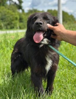 Morach 💗sanfter & so lieber Hundeschatz - Hamburg