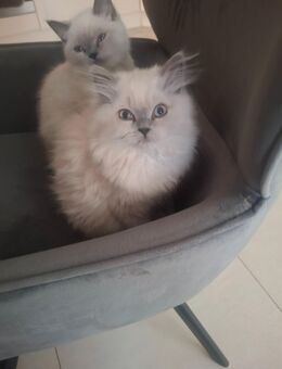 Kitten sind ab sofort abgabebereit - Kerpen (Kolpingstadt)