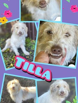 Süße Tilla wartet aufs Glück! - Nürnberg