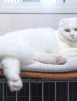 Katze Michi - Bochum