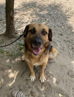 Gunvald - absoluter Herzenshund - Köln