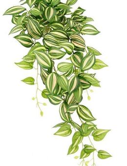Kunstpflanze Tradeskantie, I.GE.A., Höhe 80 cm, Hängepflanze