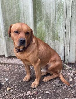 NARUTO 💙 intelligent, kontaktfreudig - Herxheim (Landau)