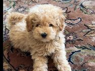 Supersüßer Maltipoo Welpe - Offenbach (Main)