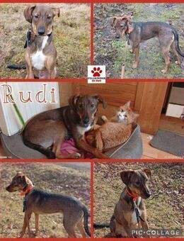 Rudi Jagdhund Mischling Rüde Junghund - Margetshöchheim