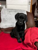 Labrador Welpe Rüde in 99998