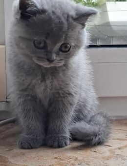 Britisch Kurzhaar Kitten blue - Stuttgart