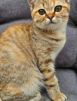 BKH Kitten mit Stammbaum - Hamburg Bergedorf