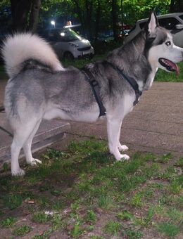 Hunde-Partenschaft - Karlsruhe