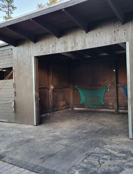 Offenstallplatz f Islandwallach Vollpension - Verl