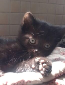 Niedlicher kleiner Babykater - Friesoythe