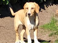 Junghund Rocky sucht aktive Menschen... - Berlin
