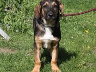 Holly(m) - Körbchen gesucht - Elmshorn