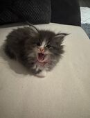 Maine Coon kitten in 56727