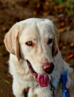 Giulio wartet in 52391 Vettweiß - Oberwies