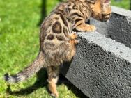 Bengal Kitten Katze - Bad Schmiedeberg