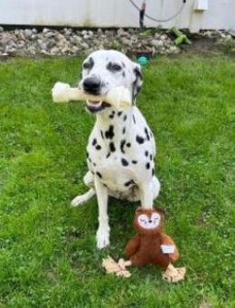 Luna sucht eine Pflegestelle/Zuhause - Neustadt (Wied)