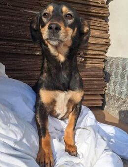 Lyl sucht ihr FürImmerZuHause - Neuberg